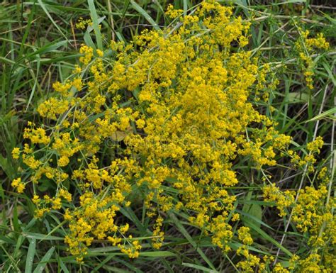 Galium Verum Grows in Nature Stock Photo - Image of petal, fragrance ...