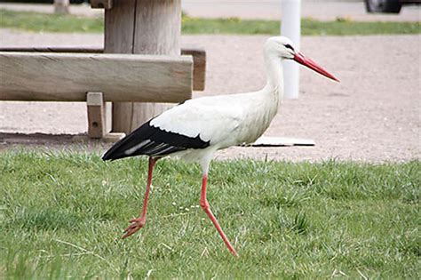 Cygogne Oiseaux Animaux Colmar Haut Rhin Alsace