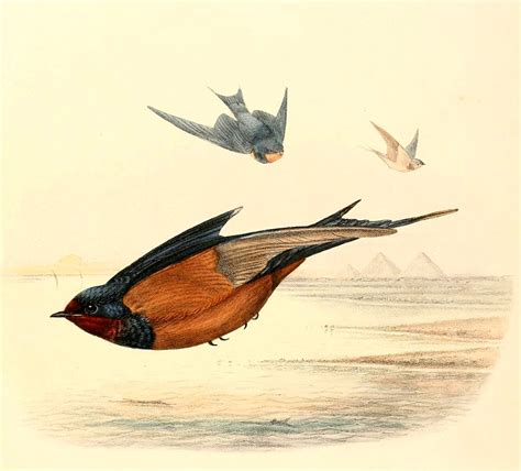 Hirundo rustica savignii 1894 - Free Stock Illustrations | Creazilla