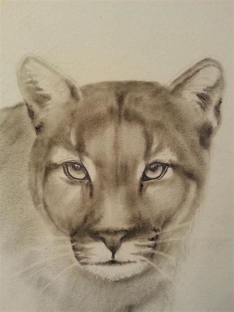 Mountain Lion Drawing at PaintingValley.com | Explore collection of ...