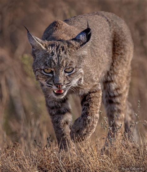 Bobcat Stalking Prey Northern California Stalking Northern