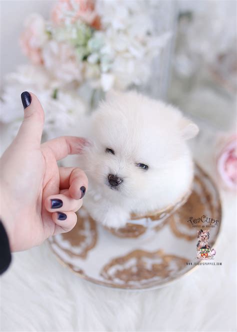 PomChi Puppy #393 | Teacup Puppies & Boutique