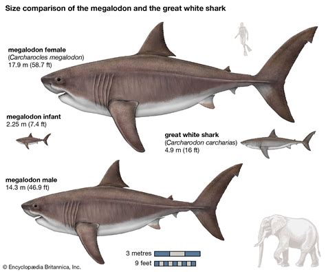 Megalodon - Prehistoric Sharks, Prey, Extinction | Britannica