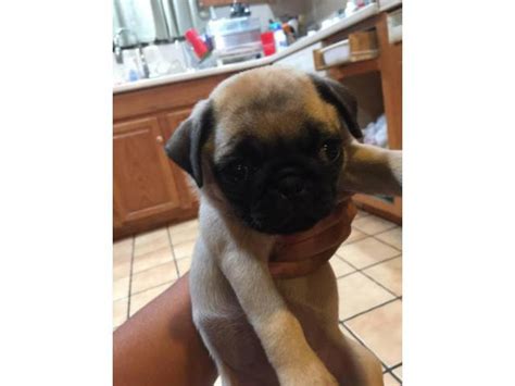 3 pug puppies looking for a home Phoenix - Puppies for Sale Near Me