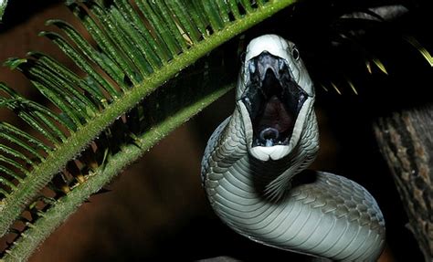 Amazing Black Mamba Snake Black Mamba Facts Photos Information