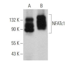 Nfatc H Scbt Santa Cruz Biotechnology