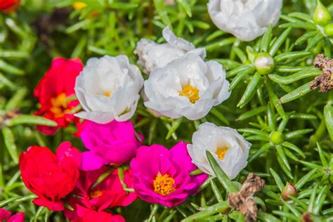 Como cultivar Salsinha Veja tudo que você precisa saber Horta Jardim