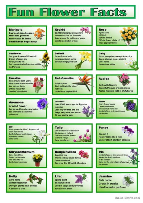 Fun Flower Facts Classroom Poster Pi… English Esl Worksheets Pdf And Doc