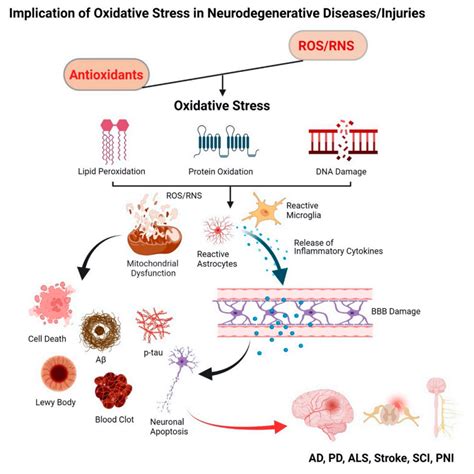 Antioxidant Therapy In Oxidative Stress Induced Neurodegenerative