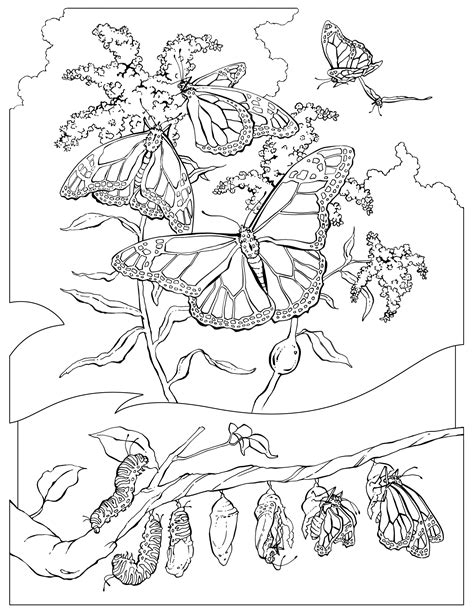 Coloriage Papillon Coloriage Magique Papillon Maternelle