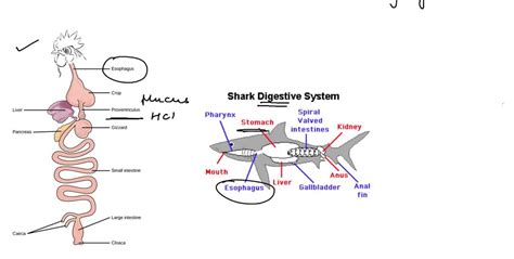 Shark Digestive System