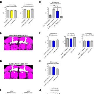 Acute inhibition of amn expression in adult MB neurons leads to memory ...