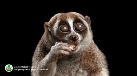 Bengal Slow Loris Nycticebus Bengalensis Palm Oil Detectives