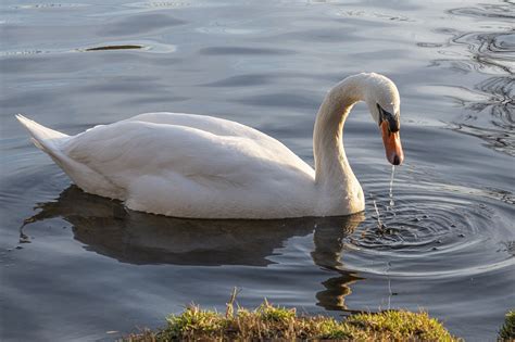 Schwan Vogel Tier Weißer Kostenloses Foto auf Pixabay Pixabay