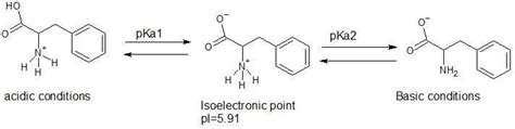 The PKa Values For The Carboxy And Ammonium Protons Of Phenylalanine