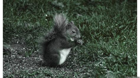 En Fotos El Misterio De La Percepción Visual De Los Animales Bbc