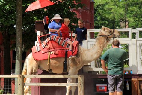 Camel Ride With Young Boy Mounting For A Ride Around Enclosure