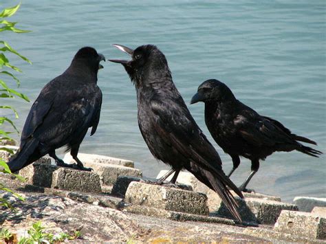 Crow Symbolism Spirit Animal Totems