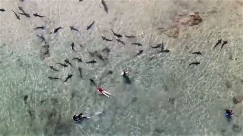 Drone Video Shows Swimmers Chilling With Sharks In California Dronedj