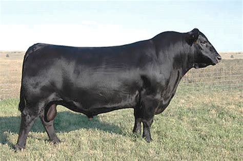 Angus Semen For Sale SB10 1940 SIRE BUYER