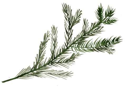 Watercolor Pine Branch At Getdrawings Free Download