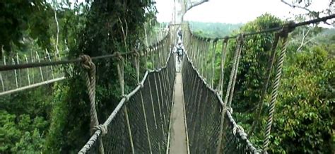 Canopy Walk, Ghana - Infy world