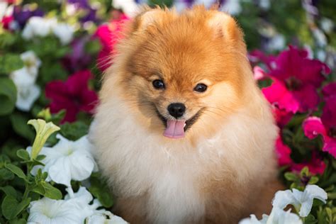 Anak Anjing Cantik Spitz Duduk Bahagia Di Antara Bunga Petunia Foto