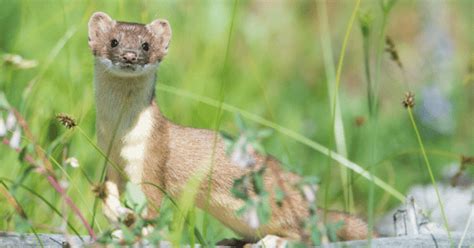 イタチの生態や性格とは？│害獣対策ブログ