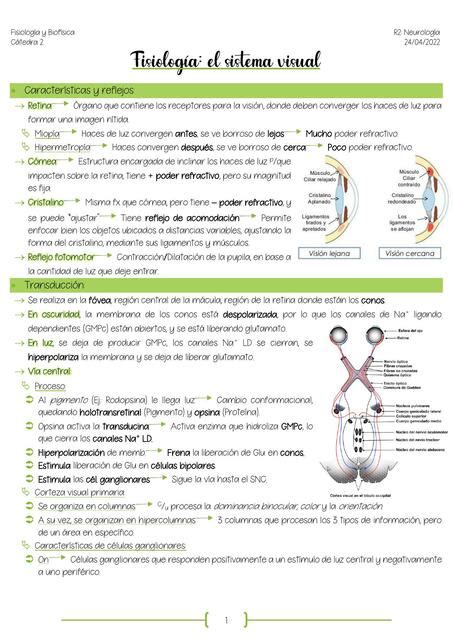 Fisiología El Sistema Visual LUCILA POSATIERIS uDocz