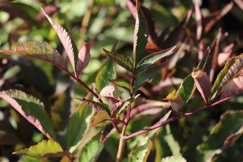 Kostenloser Versand Sambucus Nigra Black Beauty Schwarzer