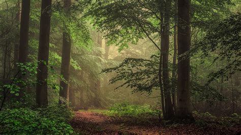 Download Wallpaper 1366x768 Trees, forest, fog, morning HD Background