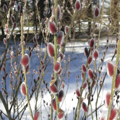 Salix Mount Aso Japanese Pink Pussy Willow Tree Gardeners Dream