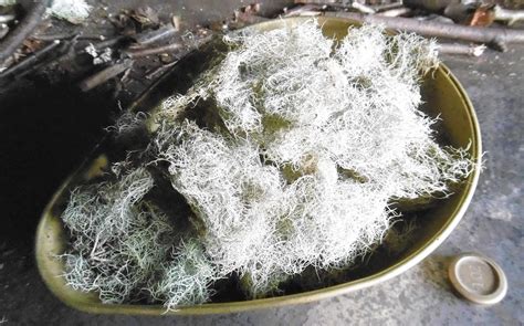 Oak Moss Lichen Evernia Prunastri & Some Beard Lichen - Etsy