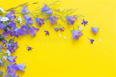 Wild Flowers On Yellow Background Stock Image Image Of Lilac Bell