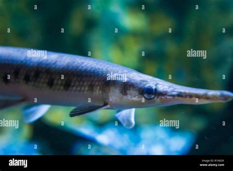 Sea Fish Long Nose Hi Res Stock Photography And Images Alamy