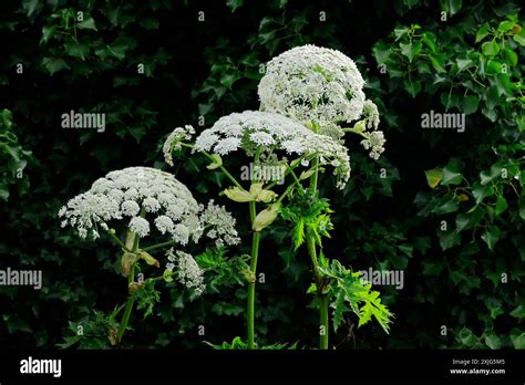 Giant Hogweed Heracleum Mantegazzianum On Waste Ground Cardiff