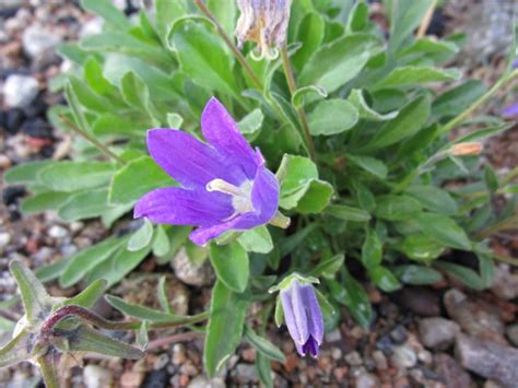 Campanula saxifraga Les alpines au Québec