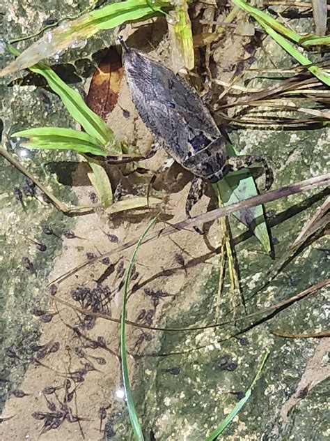 Lethocerus Medius From Cayo Bz On November At Pm By