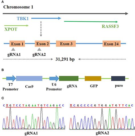 Crispr Cas Knockout