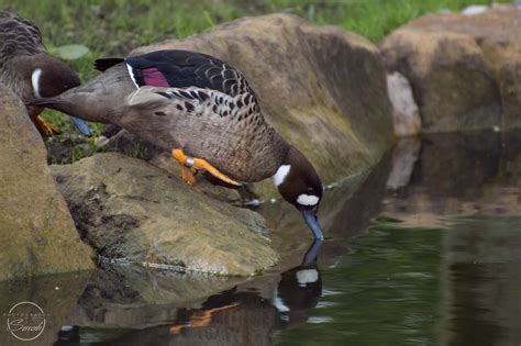 Bronze Winged Duck Taken At Wwt Martin Mere Uk Sarah Freeman Flickr