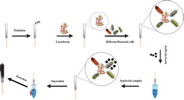 Rapid Colorimetric Lactoferrin Based Sandwich Immunoassay On Cotton