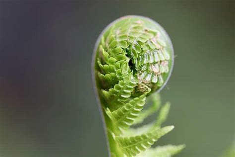 Stages of Plant Growth: Understanding the Lifecycle of Plants %page