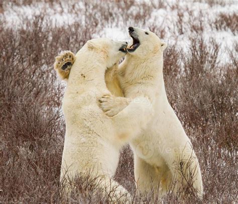 polar bear fight 839368 Stock Photo at Vecteezy