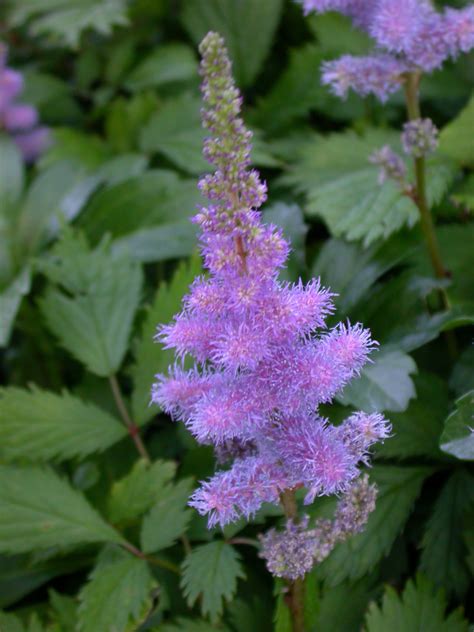 Pflanzen Von A Z Botanischer Garten Frankfurt