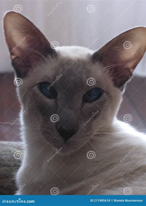 Blue Point Siamese Cat Stock Photography | CartoonDealer.com #211985618
