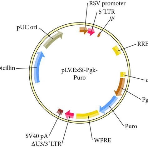 Plasmid Profiles Of The Plv Exsi Puro Ef Htert A And Plv Exsi