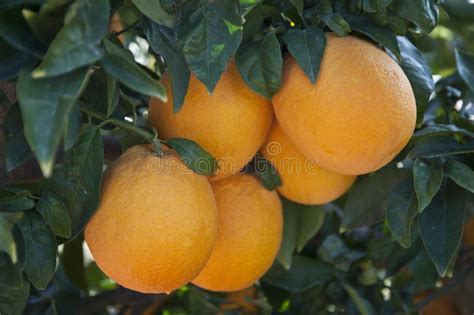 Makro Pomarańcze Na Pomarańczowym Drzewie Zdjęcie Stock Obraz