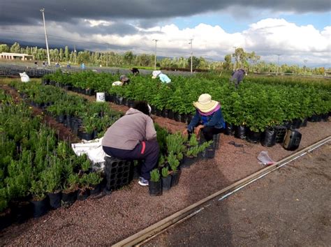 Producción de planta en viveros fundamental para cumplir meta del Reto