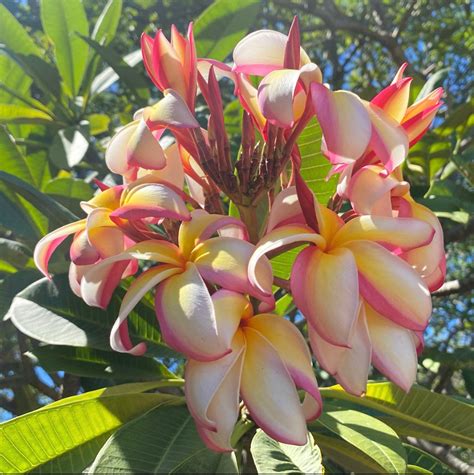 Mini Starter Rooted Rainbow Plumeria Puu Kahea 2 Pot 13 1 Tip Etsy