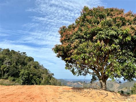 Sítio vista linda entre fundão e Santa Teresa 3 Hectares Terrenos